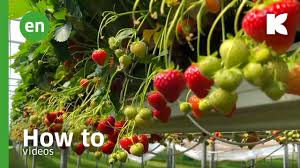 Saying no will not stop you from seeing etsy ads, but it may make. Klasmann Deilmann Klasmann Deilmann Organic Substrates Peat Products