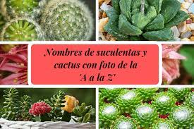 En cactus y suculentas podrás encontrar información práctica y amena con la que pretendemos acercar a todos la afición por estas plantas. Nombre De Suculentas Y Cactus De La A A La Z Con Foto Nombres De Cactus Suculentas Nombres Cactus Y Suculentas