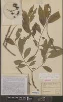 Image result for Diospyros abyssinica