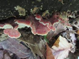 Image result for Merulius incarnatus