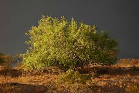 Image result for Prosopis glandulosa