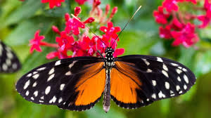 Tropische Schmetterlinge Im Botanischen Garten Munchen 2017 18 Youtube