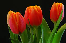 Download Wallpaper Tulips Buds Red Black Background Hd Background Flower Desktop Wallpaper Orange Tulips Flowers