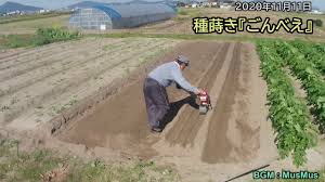 三雲 ほうれん草播種 発芽不良検証 317 Youtube