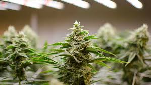 Flowering indoor cannabis most growers that grow their plants indoors begins from the point of 12 hours of darkness immediately the plants have reached the desired size and shape during their vegetative stage. Best Light Schedule For Cannabis In The Flowering Stage Fast Buds