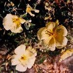 Image result for Tribulus zeyheri