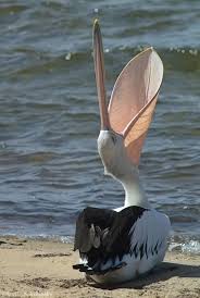 Small Bird With Big Mouth Funnywildlife Animals Beautiful Birds Animals Beautiful