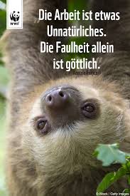 Nach diesen 22 zitaten zum thema demokratie wünscht man sich fast, die schweiz hätte einen könig. Pin Von Sorin Mandache Auf Sloths Faultiere Spruche Zitate Zitate Lustige Motivation