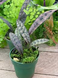 Image result for Oeceoclades decaryana