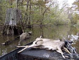 Louisiana hunting & hunting leasing. War Of Attrition Maximizing Your Public Land Hunting