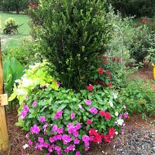 Pin By Lisa Davenport On Gardening Pinterest Drought Tolerant Plants Plants Container Gardening Vegetables