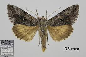 Image result for Syngrapha interrogationis