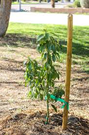 How To Grow An Avocado Tree In The Desert