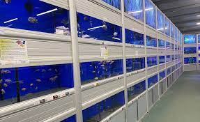 Not sure what you need? Aquatics Fish Tanks Tropical Fish And Much More In Peterborough