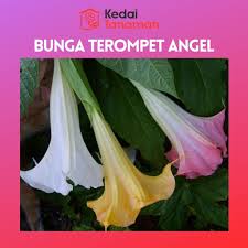 Mahkota bagian dalam disebut juga dengan mahkota terompet. Tanaman Hias Bunga Terompet Angel Ready 3 Warna Shopee Indonesia