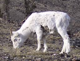 Image result for what do Mallophaga look like in dog fur