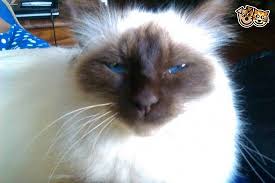 Pin On Birmans