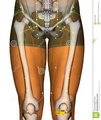 Acupuncture Point St35 Dubi Stomach Meridian Stock