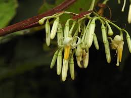 Image result for Trichocladus goetzei