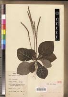 Image result for Elytraria acaulis