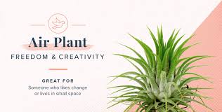 Plant Symbolism Guide 31 Plants For Every Personality