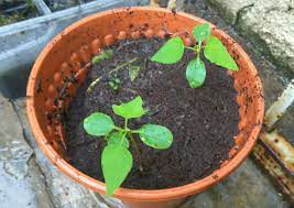 Kenali buah betik & cara untuk menanam dengan betul. Cara Menanam Pokok Betik Cerita Ceriti Ceritu Mamapipie