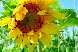 Картинки по запросу катерина білокур соняшники