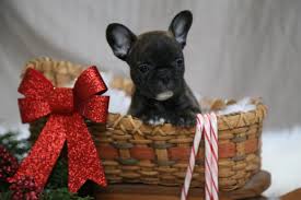See all frenchies for sale. Christmas Puppy Puppiesforsale Puppies Carol A Female French Bulldog Puppy For Sale Puppies For Sale Puppies French Bulldog Puppies