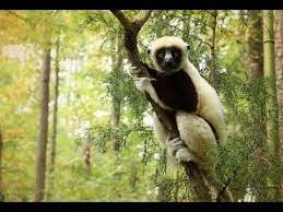 The Duke Lemur Center Imax 60 Second Trailer Science Images North Carolina Homes Vacation Plan