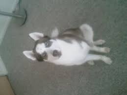 We did not find results for: Siberian Husky Puppies In Indiana
