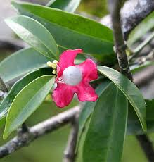 Image result for Heisteria parvifolia