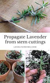Plants For Free How To Propagate Lavender From Cuttings Lovely Greens In 2021 How To Propagate Lavender Lavender Plant Care Lavender Plant