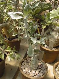 Image result for Sesamothamnus