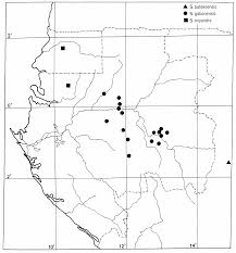 Image result for Sorindeia winkleri