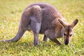 Kangaroo Grazing On Grass Australian Animals Animals Australian Fauna