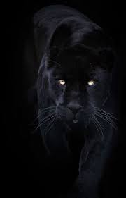 Sue Demetriou Black Jaguar Animals Black Jaguar Animals Beautiful