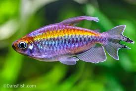 Image result for Tetrapogon tenellus