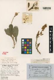 Image result for Crotalaria anthyllopsis