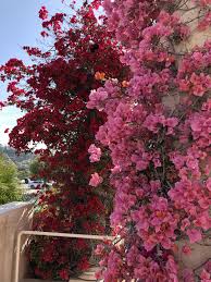 Bougainvillea Plants Bougainvillea Tropical