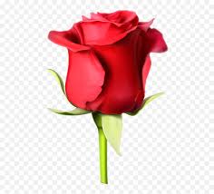 Me see the picturs in the ink. Rosa Roja Rose Images Hd Download Transparent Png Rose Flower Hd Images Download Free Transparent Png Images Pngaaa Com