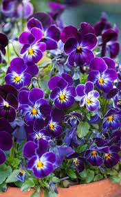Pin On Flowers And Gardens 2