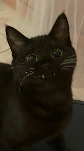 Gato vampiro à solta. Siga também nosso: instagram.com/gatinhocafeinado