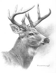White Tailed Deer Study Realistic Animals Deer Drawing Realistic Animal Drawings Pencil Drawings Of Animals