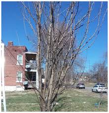 Image result for pruning plum trees