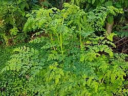 Image result for Moringaceae