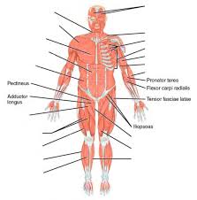 Broadly considered, human muscle—like the muscles of all vertebrates—is often divided into striated muscle, smooth muscle, and cardiac muscle. Human Anatomy Lab Manual