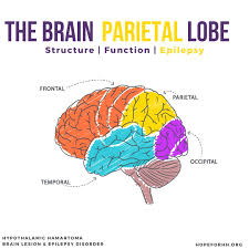 Image result for Parietal Lobe