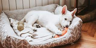 Maybe you would like to learn more about one of these? 66 Gifts For Dogs Or Dog Lovers To Get In 2021 Today