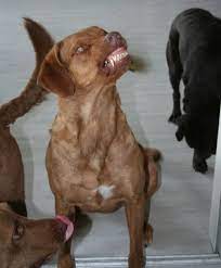 They are often known for. Famous Chessie Smile Its An Expression Of Excitement Not Aggression And Its Hilarious Chesapeake Retriever Laughing Animals Chesapeake Bay Retriever