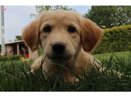 Saglikli Golden Retriever Besleme Tuyolari